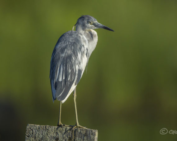 Juvenile Little Blue Heron