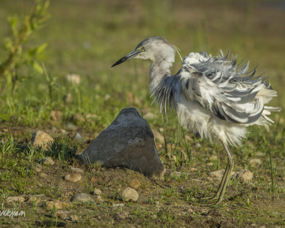 Juvenile Little Blue Heron