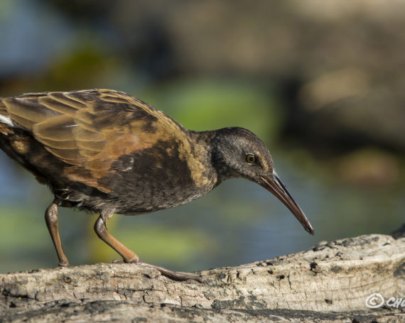 Virginia Rail