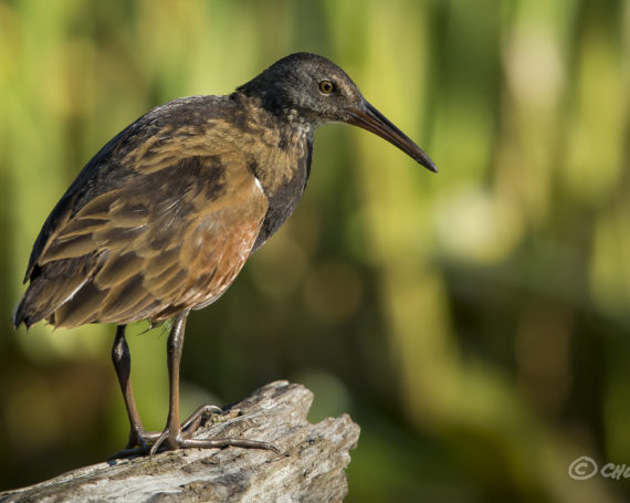 Virginia Rail