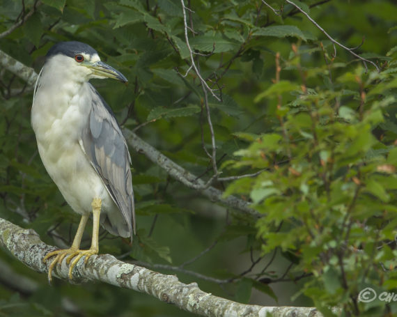 Black Crowned Night Heron