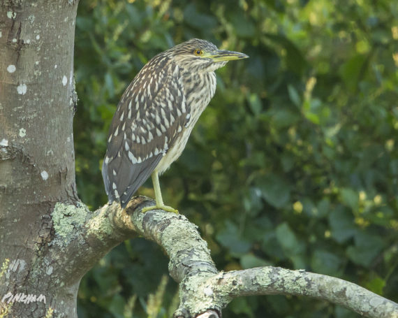 Juvenile Black Crowned Night Heron