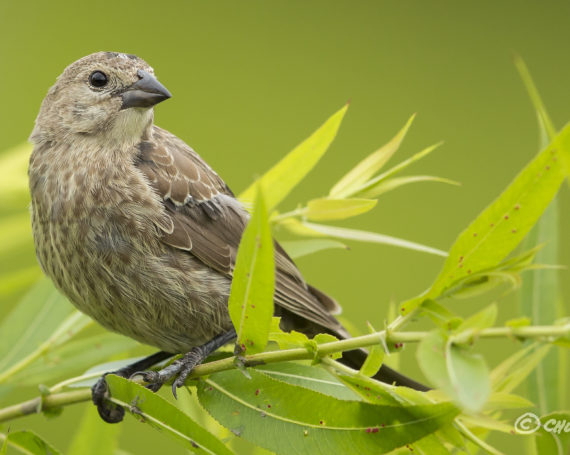 Brown-headed Cowbird