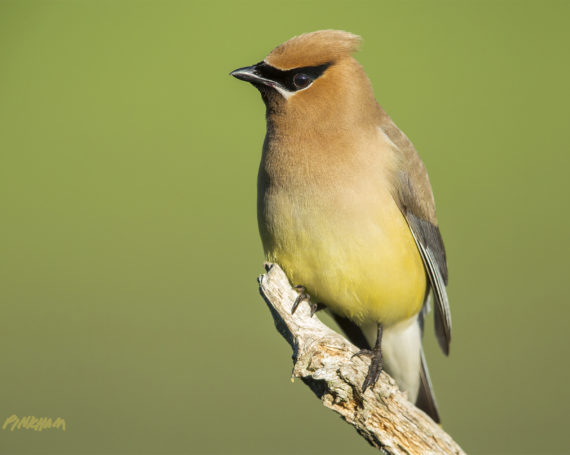 Cedar Waxwing