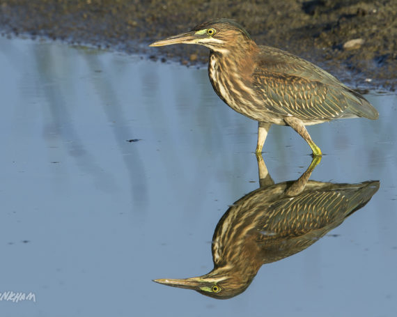 Green Heron