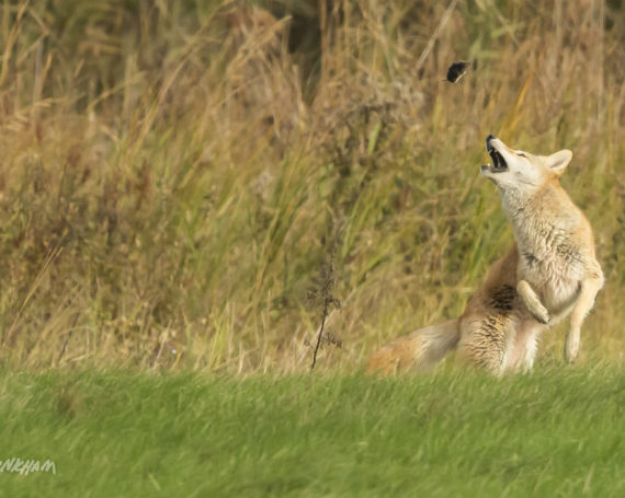 Eastern Coyote