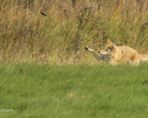 Eastern Coyote