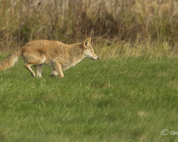 Eastern Coyote