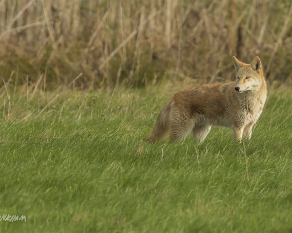 Eastern Coyote