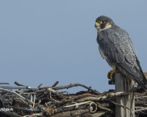 Peregrine Falcon