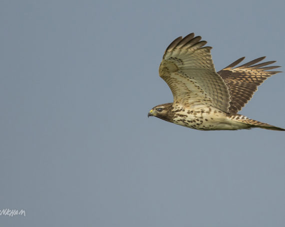 Red-Tailed Hawk