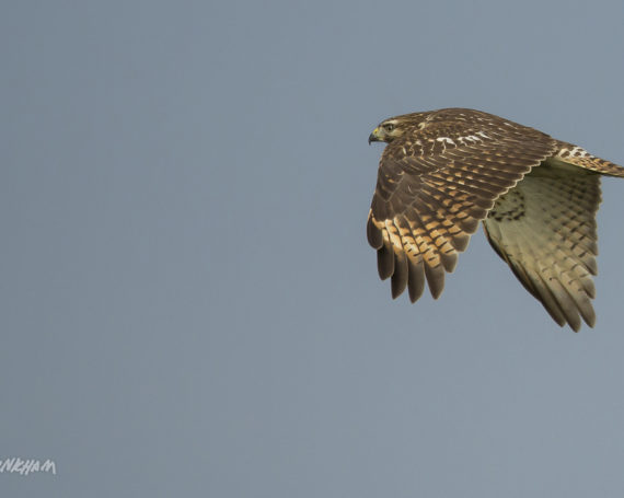 Red-Tailed Hawk