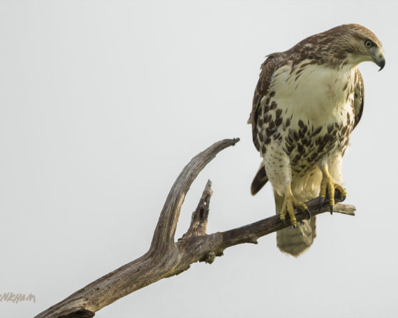 Red-Tailed Hawk