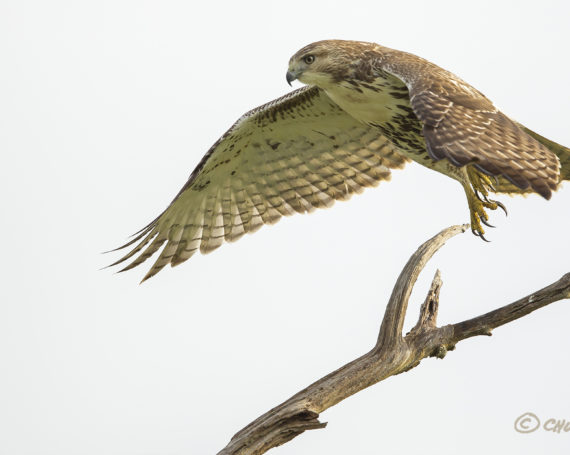 Red-Tailed Hawk