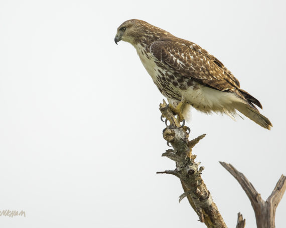 Red-Tailed Hawk