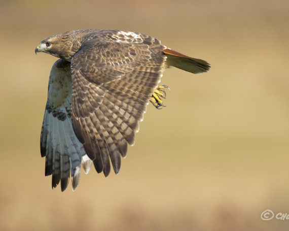 Red-Tailed Hawk