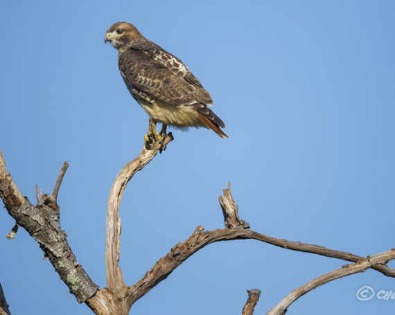 Red-Tailed Hawk