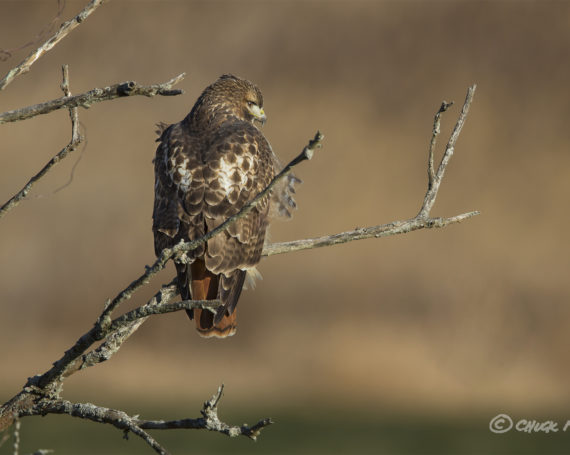 Red-Tailed Hawk