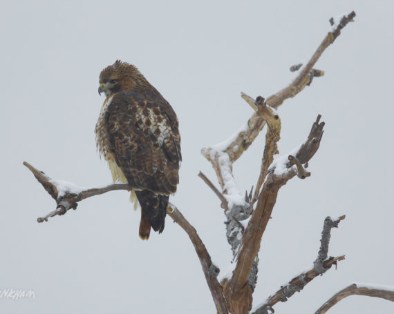 Red-Tailed Hawk