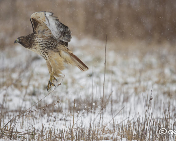 Red-Tailed Hawk