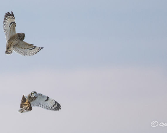 Short-eared Owls