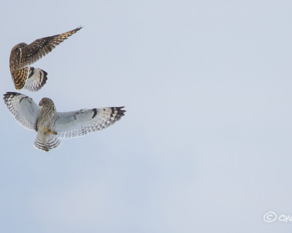 Short-eared Owls