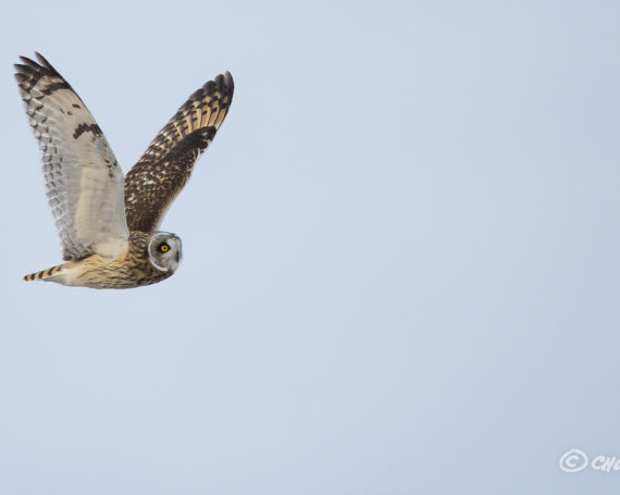 Short-eared Owl