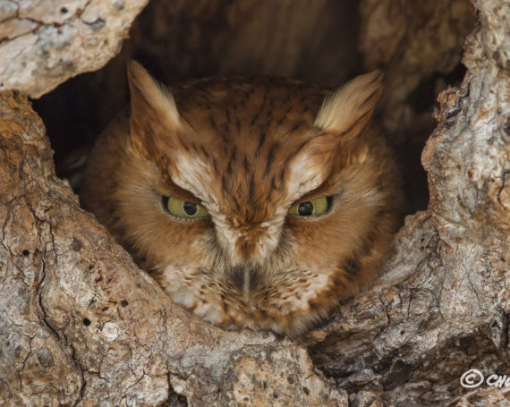 Eastern Screech Owl