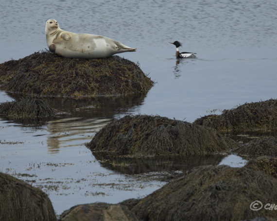 Harbor Seal