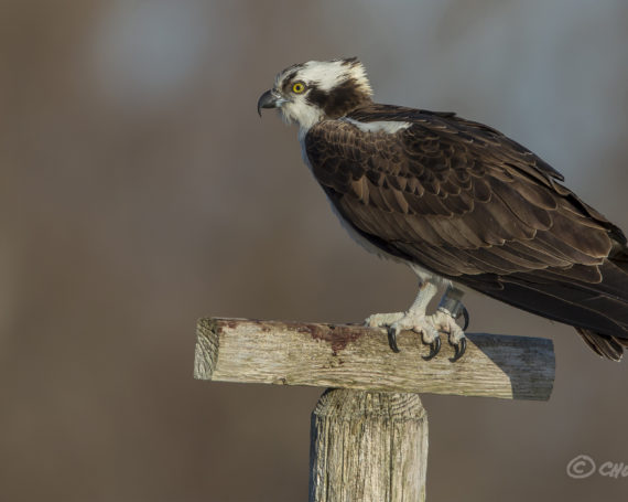 Osprey