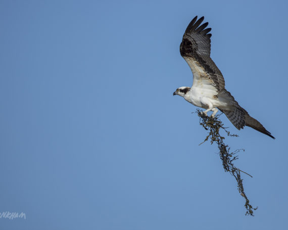 Osprey