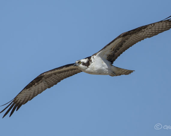 Osprey