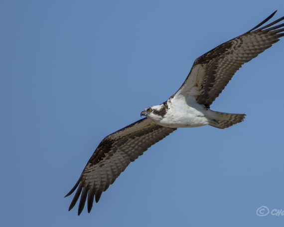 Osprey