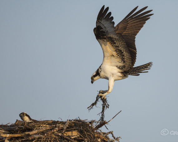 Ospreys