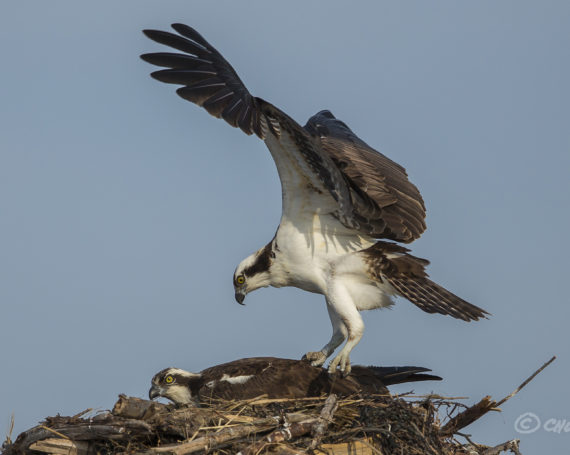 Ospreys