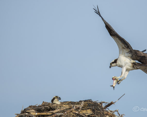 Ospreys