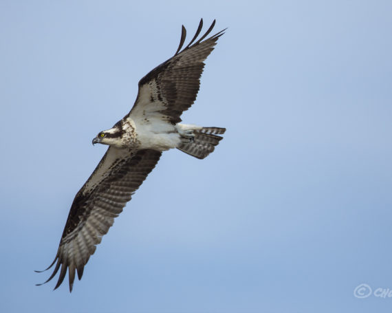 Osprey