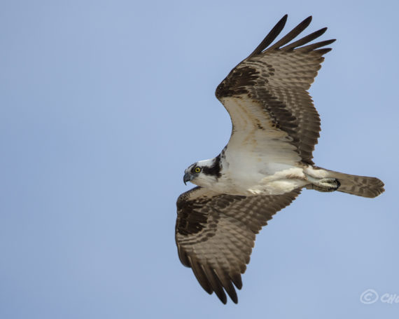 Osprey