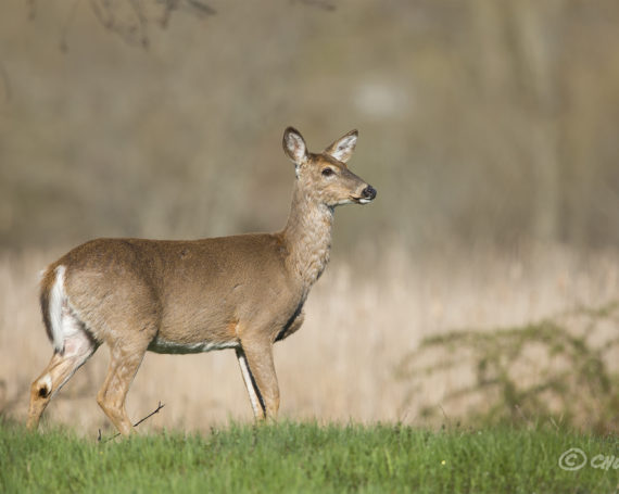 White-tailed Deer