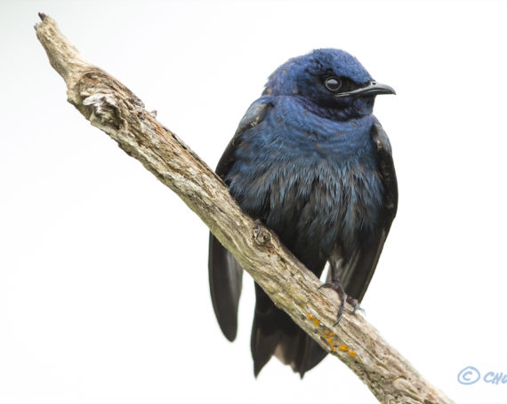 Purple Martin