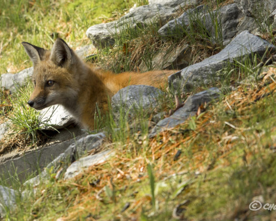 Red Fox Kit