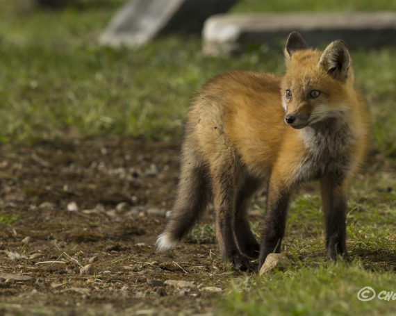 Red Fox Kit