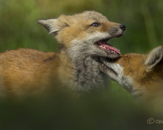 Red Fox Kits