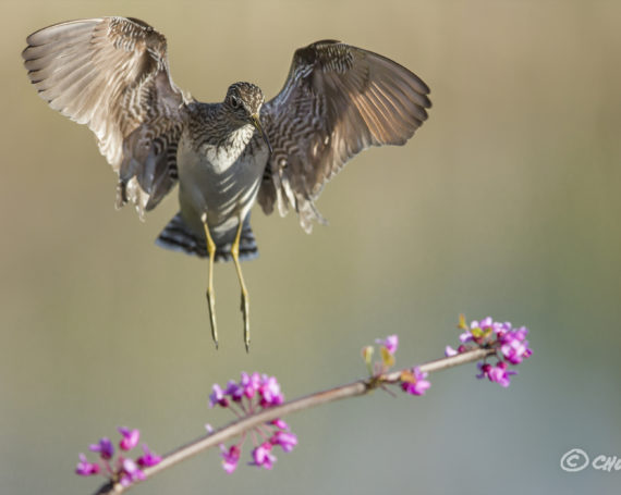 Solitary Sandpiper