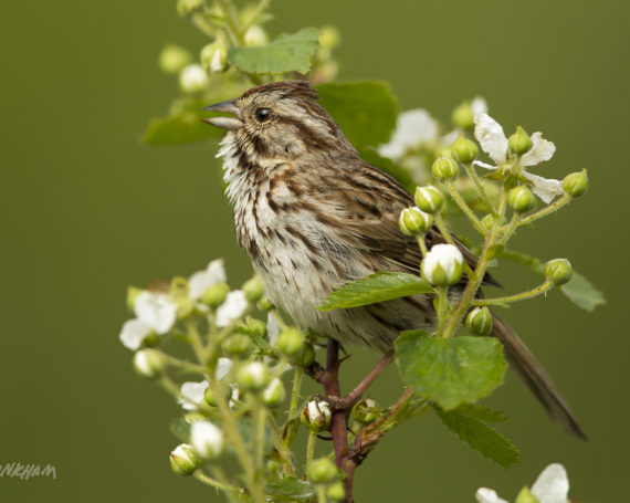 Song Sparrow