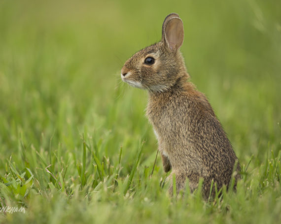 Eastern Cottontail