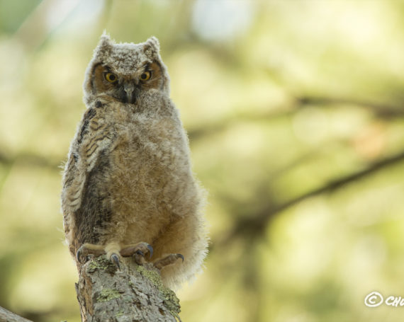 Great Horned Owlet