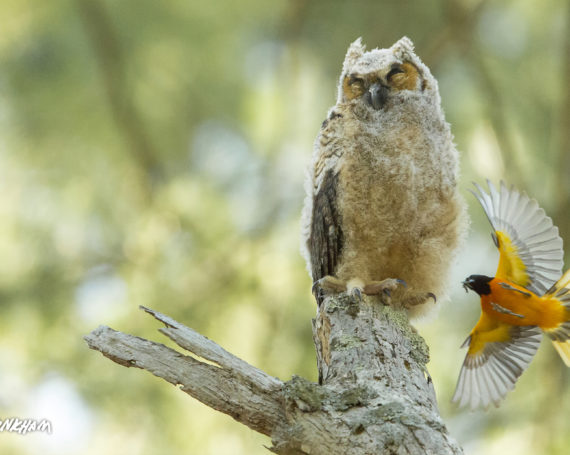 Great Horned Owlet