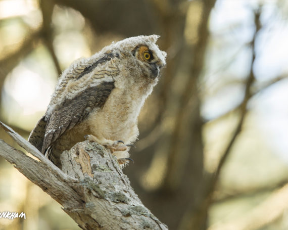 Great Horned Owlet