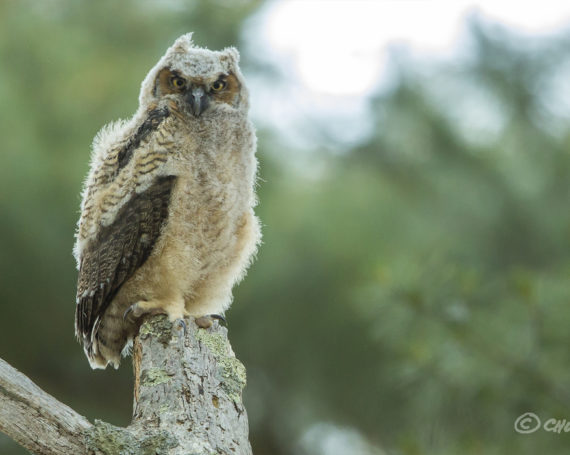 Great Horned Owlet